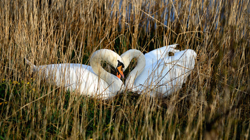 Loving Swans Art Canvas